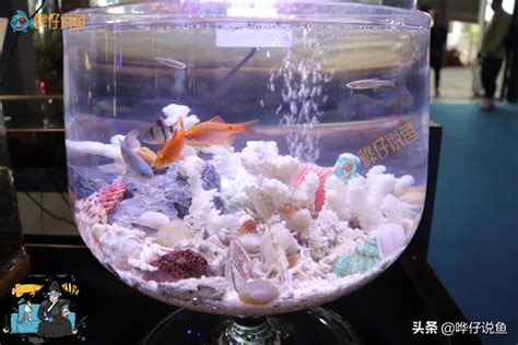 圓形魚缸 不好|闢謠！圓形魚缸不適合養魚？不吹不黑，我們不妨鑽進魚缸一探究。